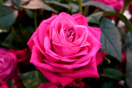 ROSIER LOLITA LEMPICKA® ¤