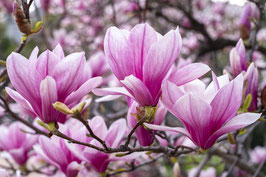 MAGNOLIA X SOULANGEANA