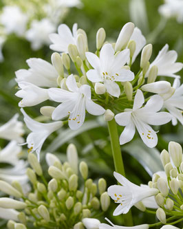 AGAPANTHE "EVER WHITE®"