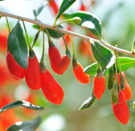 LYCIUM BARBARUM - BAIES DE GOJI ¤