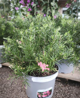 GREVILLEA JUNIPERINA