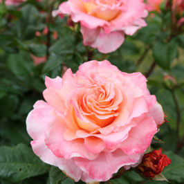 ROSIER FOX TROT ®