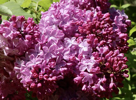 LILAS COMMUN - DIFFÉRENTES VARIÉTÉS