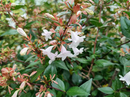 ABÉLIA x GRANDIFLORA - ABÉLIE À GRANDES FLEURS