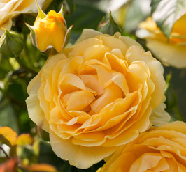 ROSIER "GOLDEN CELEBRATION"® 'Ausgold'