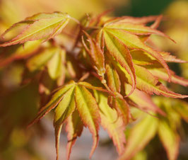 ACER PALMATUM "KATSURA" -