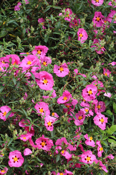 CISTES - 2 VARIÉTÉS ¤