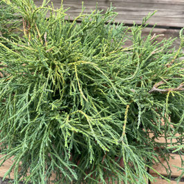 CHAMAECYPARIS PISIFERA "FILIFERA NANA" - CONIFÈRES NAINS ¤