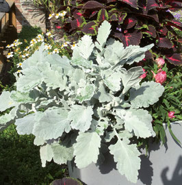 SENECIO MARITIME - POT DE DIA.10 CM -