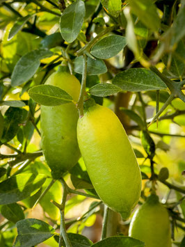 CITRON CAVIAR "FINGER LIME" - CITRUS MICROCITRUS "AUSTRALASICA"