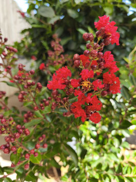 LAGERSTROEMIA INDICA "ENDURING® SUMMER RED" - LILAS DES INDES