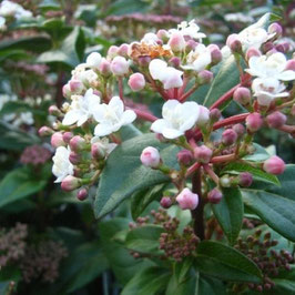 VIBURNUM TINUS "EVE PRICE" ¤