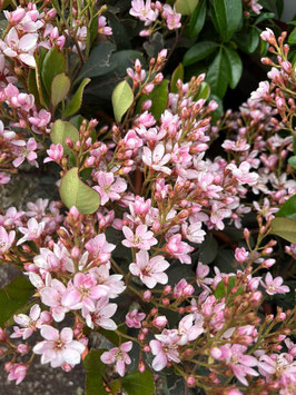RHAPHIOLEPIS DELACOURII "SPRINGTIME" ~~