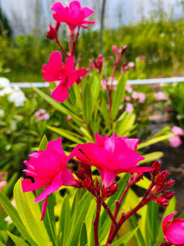 LAURIER ROSE - NERIUM OLEANDER - DIFFERENTES COULEURS