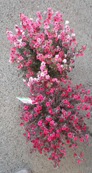 LEPTOSPERMUM SCOPARIUM