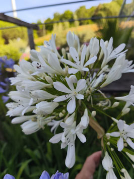 AGAPANTHE AFRICANUS BLANCHE ¤