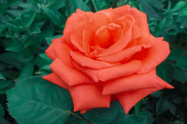 ROSIER PRINCE KLAUSS ® ¤