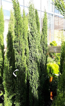 CUPRESSUS SEMPERVIRENS "TOTEM"