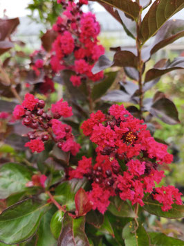 LAGERSTROEMIA INDICA "RED IMPERATOR" - LILAS DES INDES