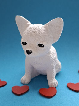 Chihuahua Mäxchen