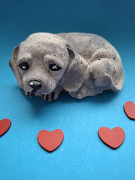 Liegender Hund
