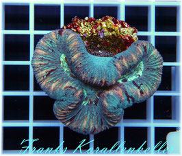 Trachyphyllia   WYSIWYG-14