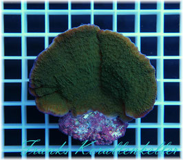 Montipora    SPS-21