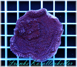 Montipora   SPS-7