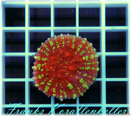 Chalice Acid Rain  LPS-46