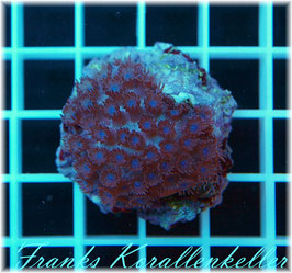 Goniopora blau LPS-49