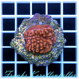 Montipora Golden Phoenix SPS-3