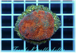 Acanthastrea   WYSIWYG-24