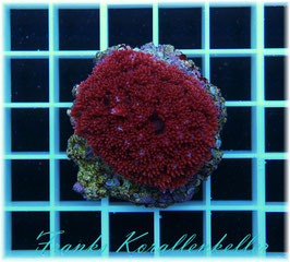 Goniopora rot LPS-50