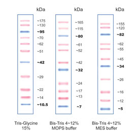 Proteinleiter - PINK Plus und BLUE Wide Range rekombinante Proteinmarker