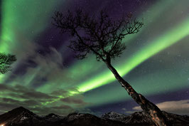 Der Baum und das Nordlicht