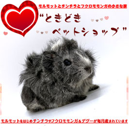 アビシニアンモルモット