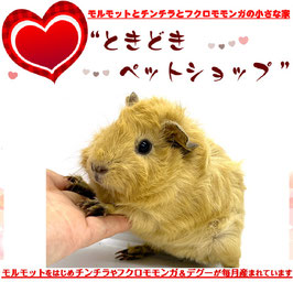 アビシニアンモルモット