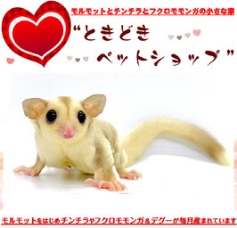 フクロモモンガ