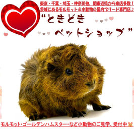 アビシニアンモルモット