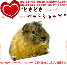 シェルティモルモット