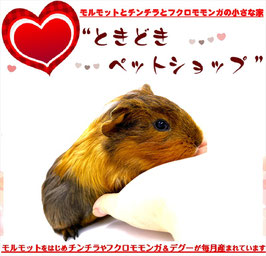 シェルティモルモット
