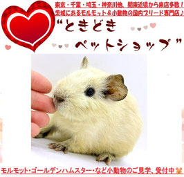 テディモルモット