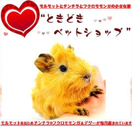 アビシニアンモルモット