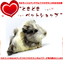 アビシニアンモルモット