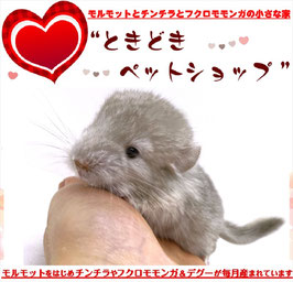 チンチラ 小動物