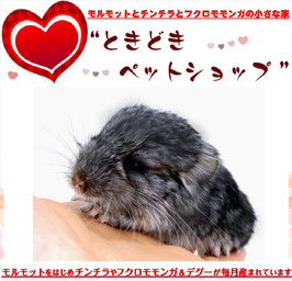チンチラ 小動物