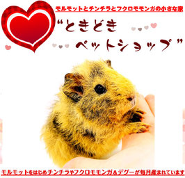 テディモルモット