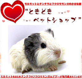 イングリッシュモルモット