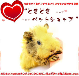 テディモルモット