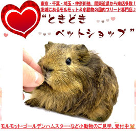 シェルティモルモット